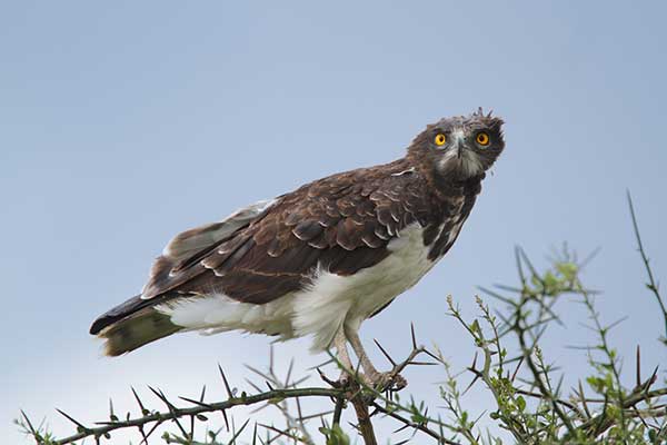 Gadożer (Circaetus gallicus)