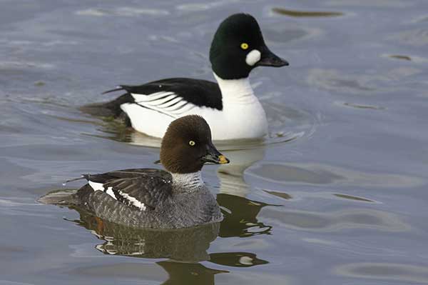 Gągoł (Bucephala clangula)