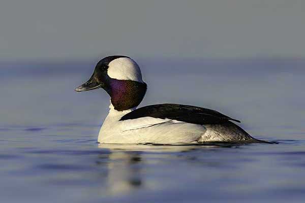 Gągołek (Bucephala albeola)