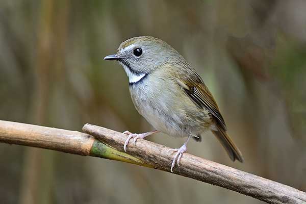 Gardłówka białobroda (Anthipes monileger)