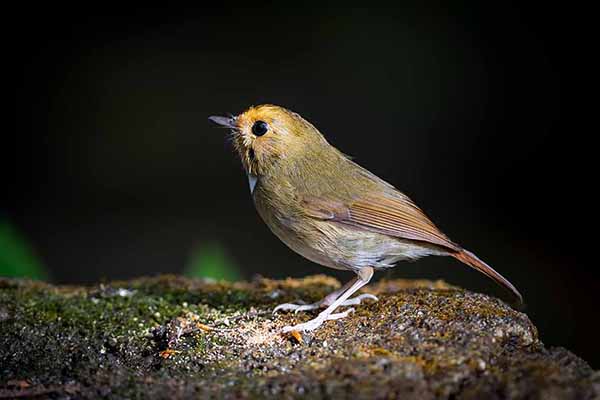 Gardłówka rdzawobrewa (Anthipes solitaris)