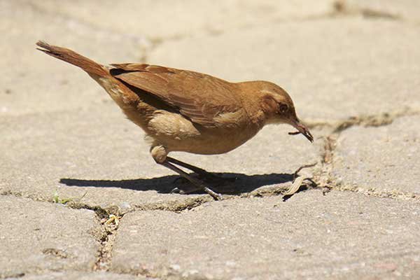 Garncarz rdzawy (Furnarius rufus)