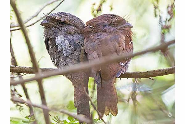 Gębal cejloński (Batrachostomus moniliger)