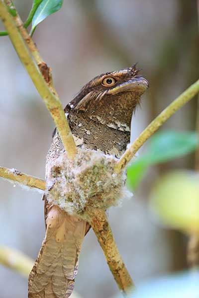 Gębal cynamonowy (Batrachostomus septimus)