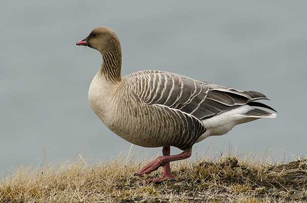 Gęś krótkodzioba (Anser brachyrhynchus)