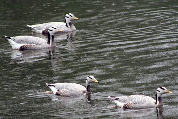 Gęś tybetańska (Anser indicus)