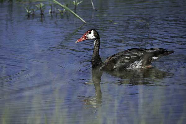 Gęsiec (Plectropterus gambensis)