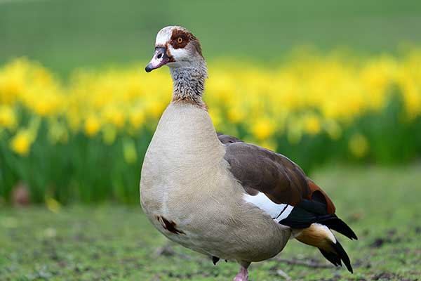 Kazarka egipska (Alopochen aegyptiaca)