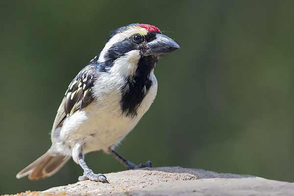 Głowaczek białolicy (Tricholaema leucomelas)