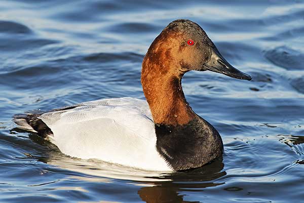 Głowienka długodzioba (Aythya valisineria)