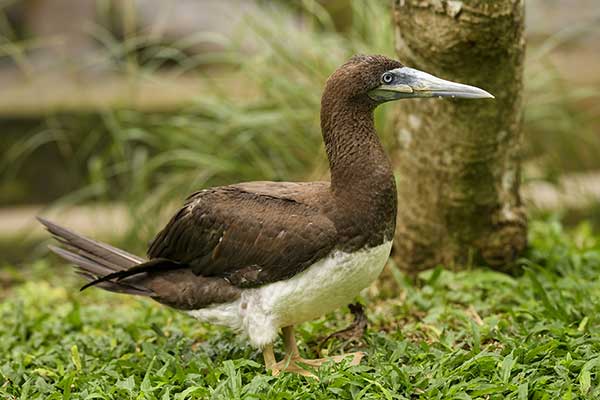 Głuptak białobrzuchy (Sula leucogaster)