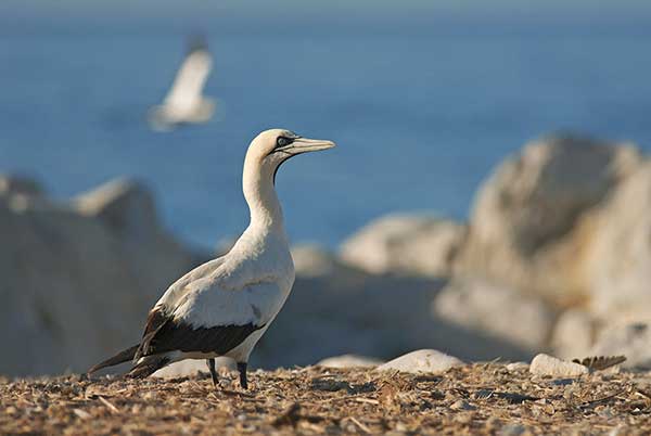 Głuptak przylądkowy (Morus capensis)