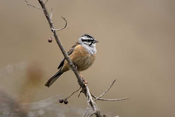 Głuszek (Emberiza cia)