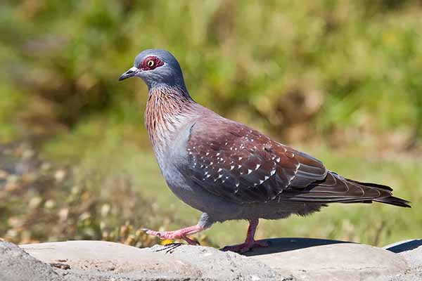 Gołąb okularowy (Columba guinea)