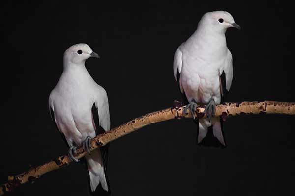 Gołąb srebrzysty (Columba argentina)