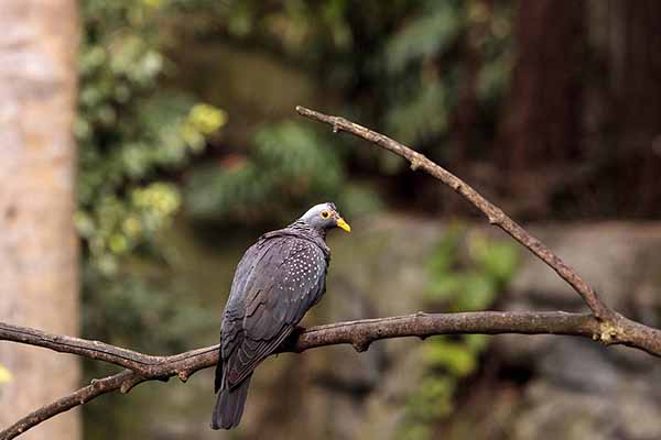 Gołąb żółtooki (Columba arquatrix)