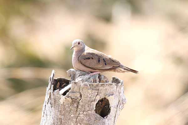 Gołąbeczek karłowaty (Columbina minuta)