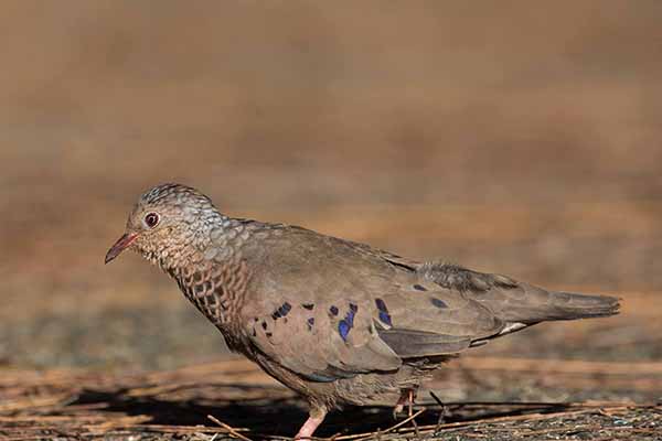 Gołąbeczek malutki (Columbina passerina)