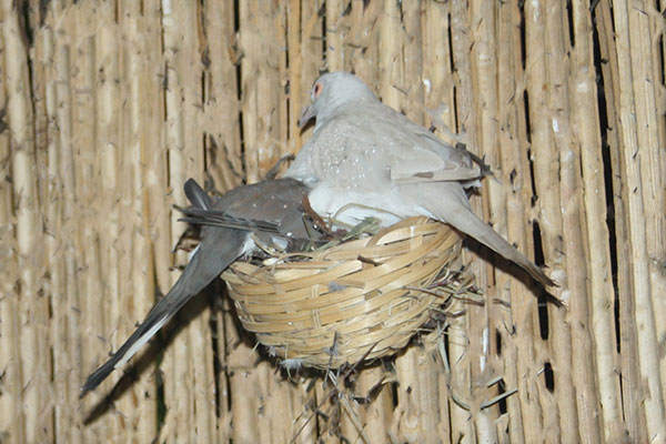 Gołąbek diamentowy (Geopelia cuneata)