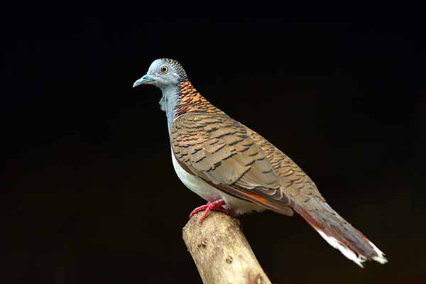 Gołąbek duży (Geopelia humeralis)