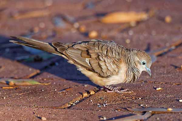 Gołąbek łuskowany (Geopelia placida)