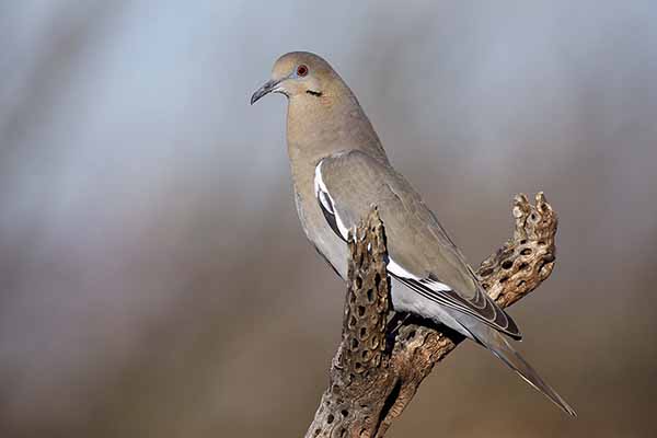 Gołębiak białoskrzydły (Zenaida asiatica)