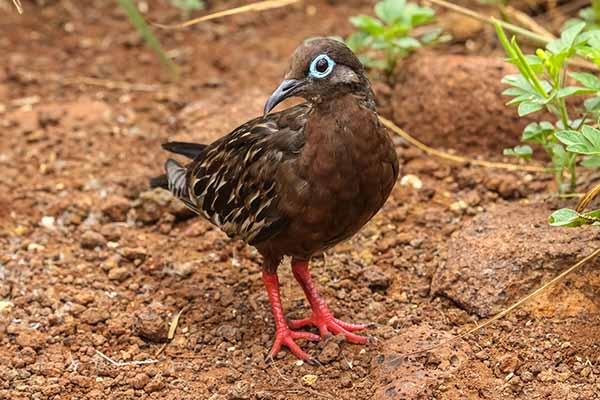 Gołębiak plamisty (Zenaida galapagoensis)