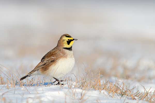 Górniczek (zwyczajny) (Eremophila alpestris)