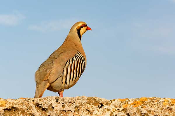 Góropatwa azjatycka (Alectoris chukar)