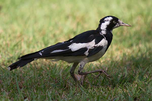 Gralina srokata (Grallina cyanoleuca)