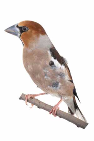 Grubodziób (zwyczajny) (Coccothraustes coccothraustes)