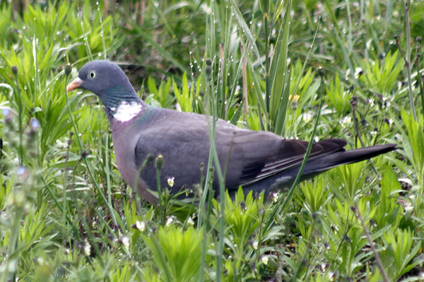 Grzywacz (Columba palumbus)