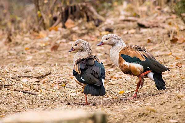 Grzywoszyjka amazońska (Oressochen jubatus)