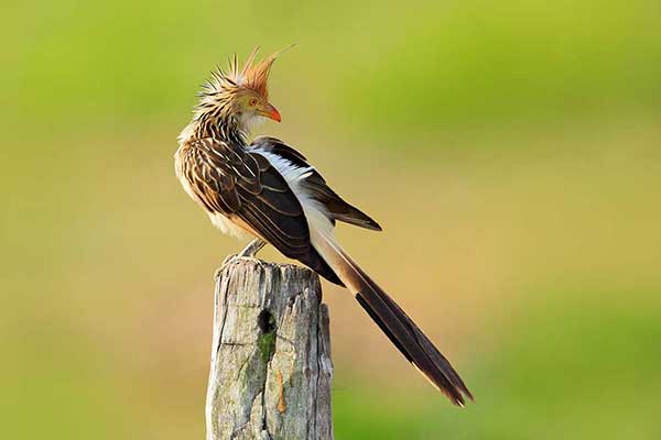 Guira (Guira guira)