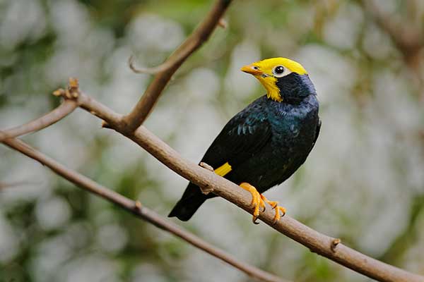 Gwarek złotoczuby (Ampeliceps coronatus)