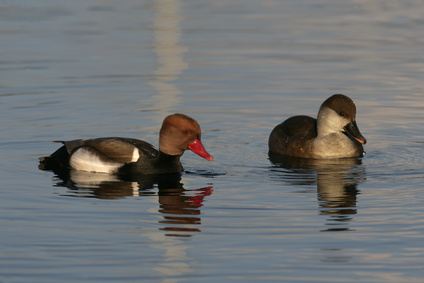 Hełmiatka (Netta rufina)