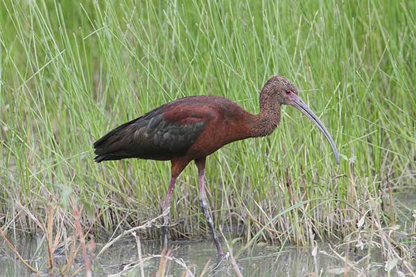 Ibis amerykański (Plegadis chihi)