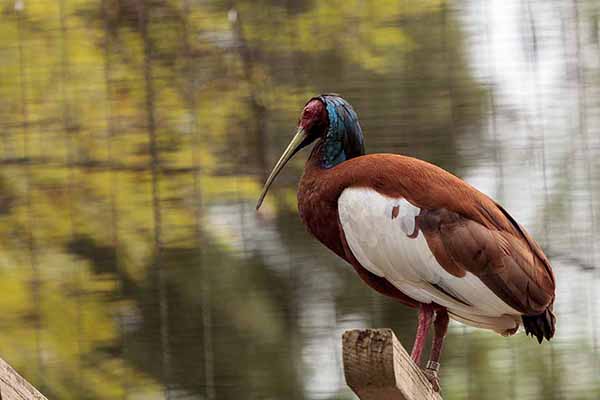 Ibis białoskrzydły (Lophotibis cristata)