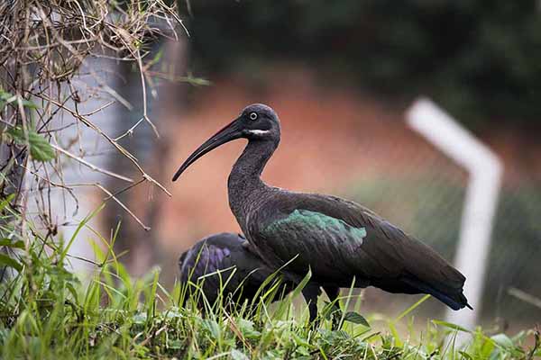 Ibis białowąsy (Bostrychia hagedash)