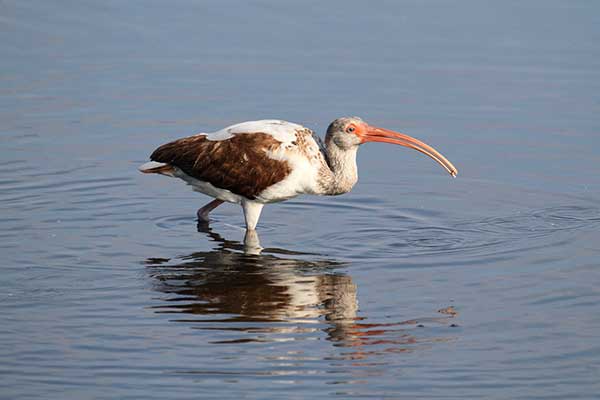 Ibis biały (Eudocimus albus)