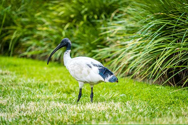 Ibis czarnopióry (Threskiornis molucca)