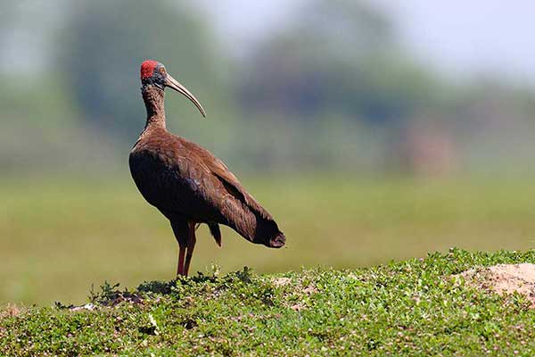 Ibis czarny (Pseudibis papillosa)