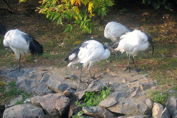 Ibis czczony (Threskiornis aethiopicus)