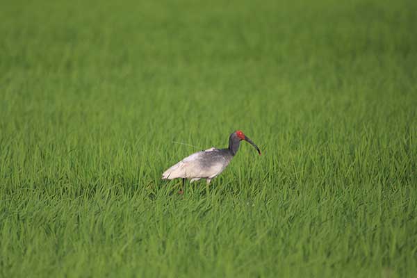 Ibis czubaty (Nipponia nippon)