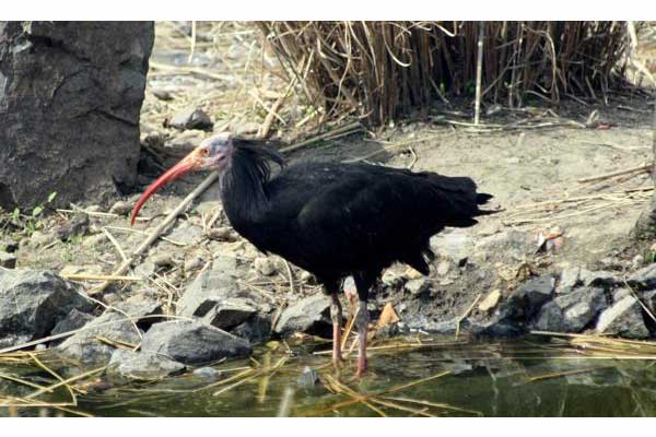 Ibis grzywiasty (Geronticus eremita)