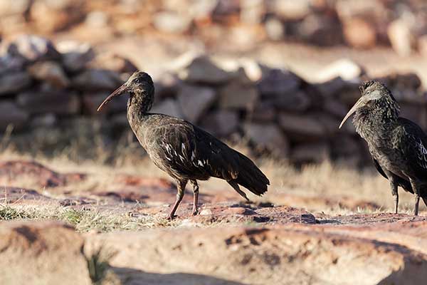 Ibis koralikowy (Bostrychia carunculata)