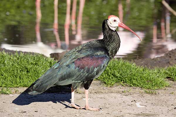 Ibis łysy (Geronticus calvus)