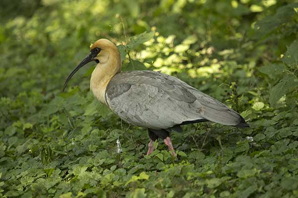 Ibis maskowy (Theristicus melanopis)