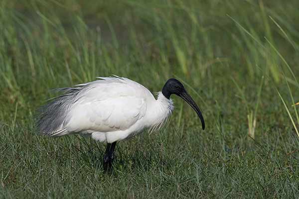 Ibis siwopióry (Threskiornis melanocephalus)