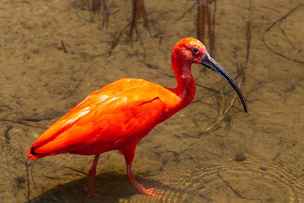 Ibis szkarłatny (Eudocimus ruber)